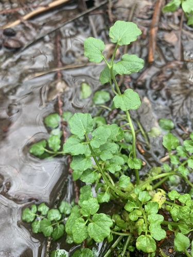 wavy bittercress