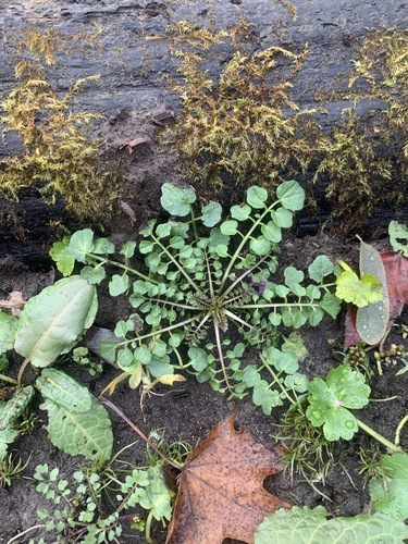 wavy bittercress