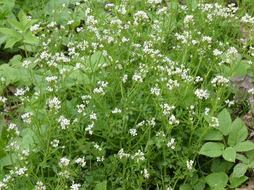 wavy bittercress