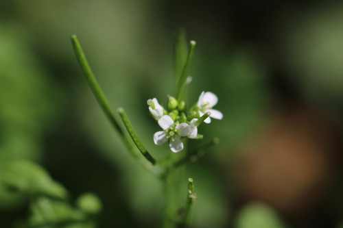 wavy bittercress