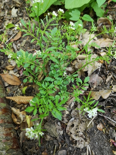 wavy bittercress