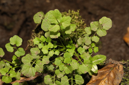 wavy bittercress
