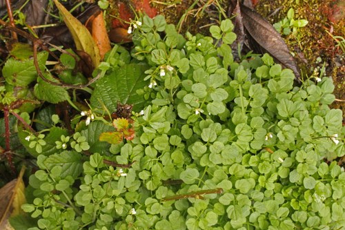 wavy bittercress