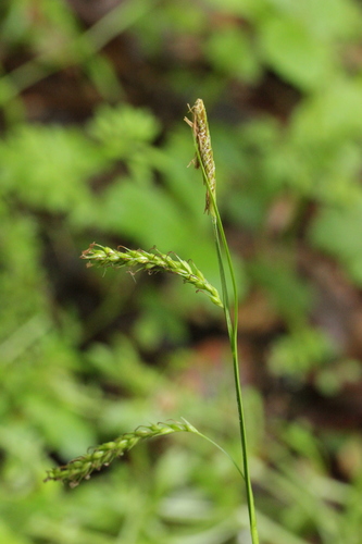 European Woodland Sedge