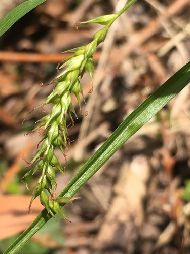 European Woodland Sedge