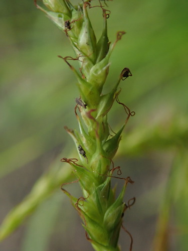European Woodland Sedge
