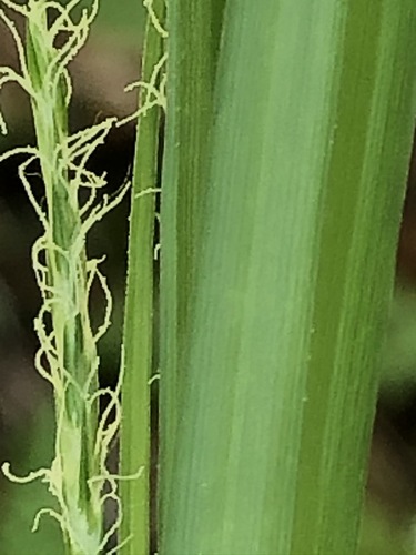European Woodland Sedge