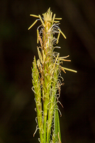 European Woodland Sedge