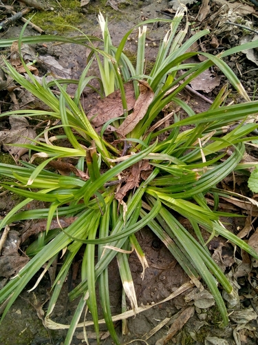 European Woodland Sedge