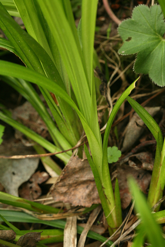 European Woodland Sedge