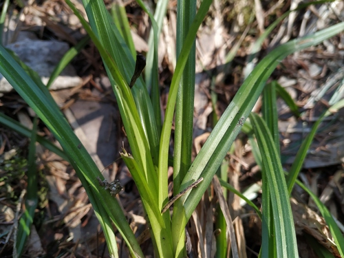 European Woodland Sedge