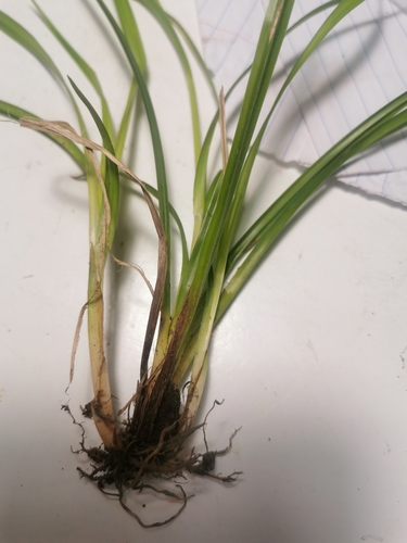 European Woodland Sedge