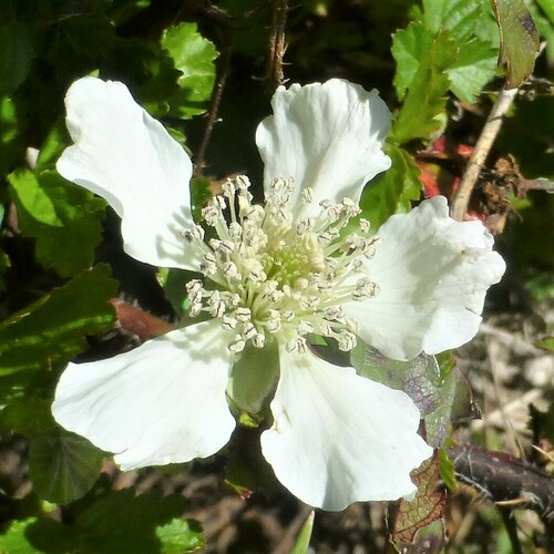 southern dewberry