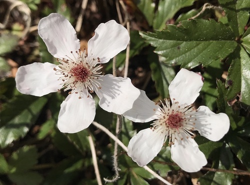 southern dewberry