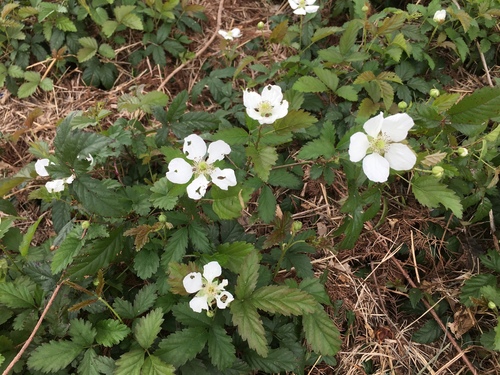 southern dewberry