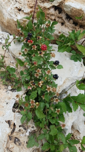 southern dewberry