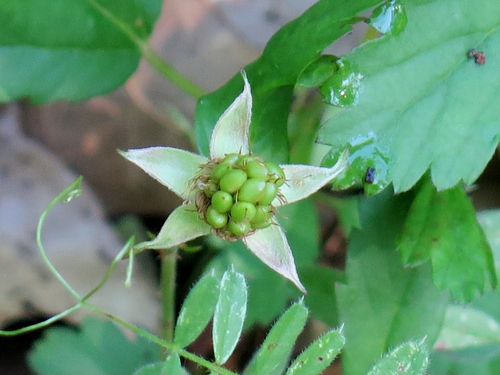 southern dewberry
