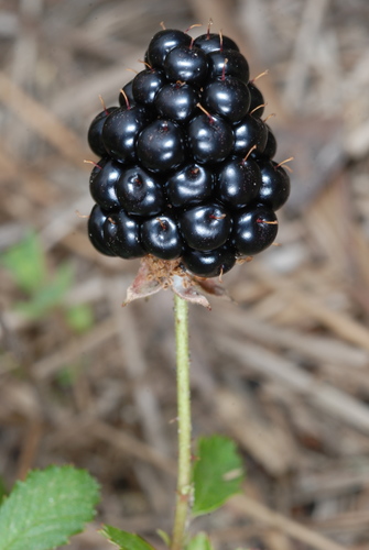 southern dewberry