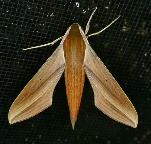 Tersa Sphinx