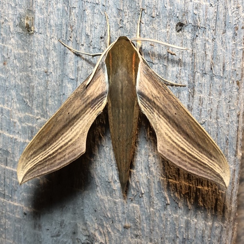 Tersa Sphinx