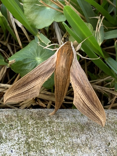 Tersa Sphinx