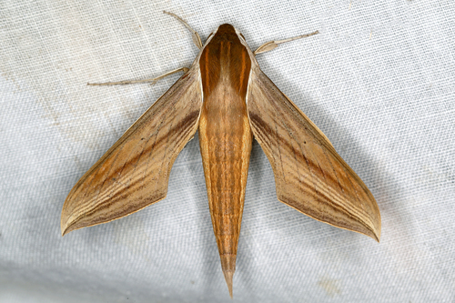 Tersa Sphinx