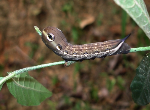 Tersa Sphinx