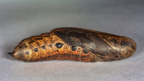 Tersa Sphinx