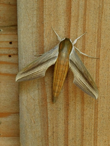 Tersa Sphinx