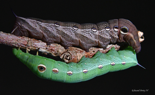 Tersa Sphinx