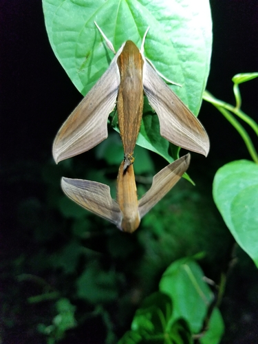 Tersa Sphinx