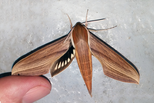 Tersa Sphinx