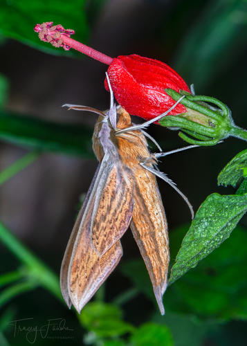 Tersa Sphinx