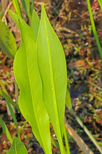 lanceleaf arrowhead