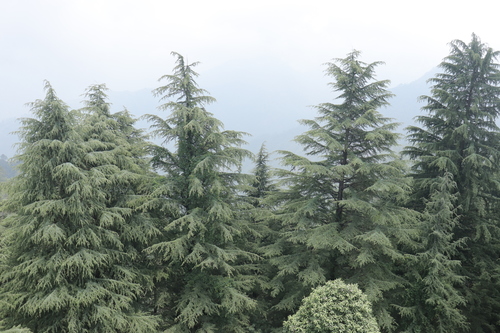 Deodar cedar