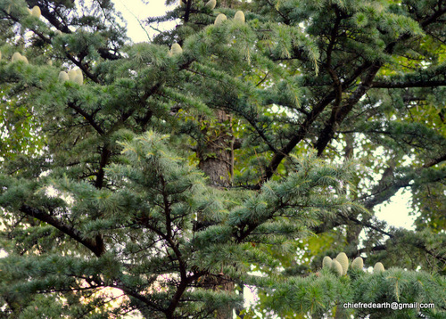 Deodar cedar