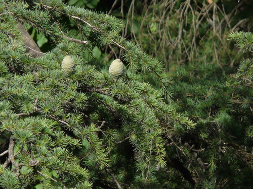 Deodar cedar