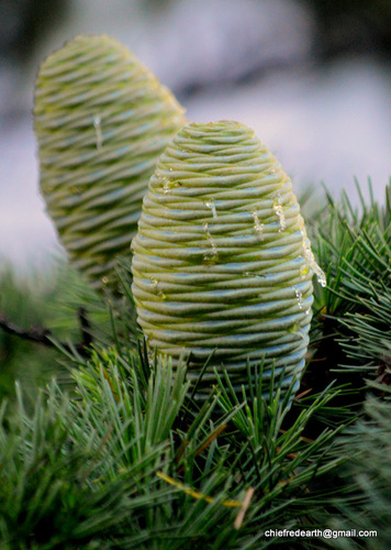 Deodar cedar