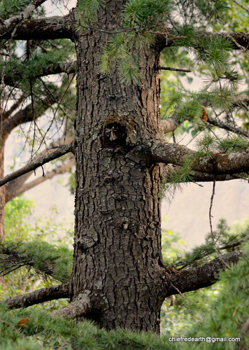 Deodar cedar
