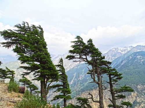 Deodar cedar