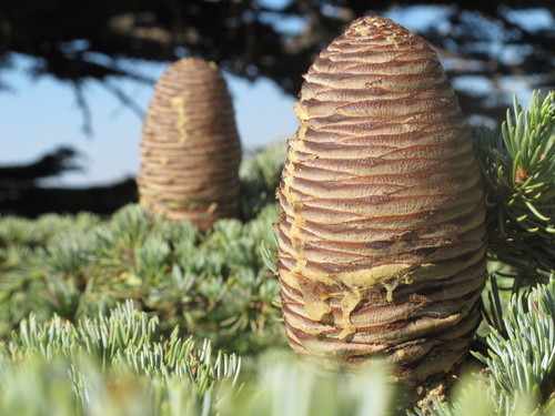 Cedars