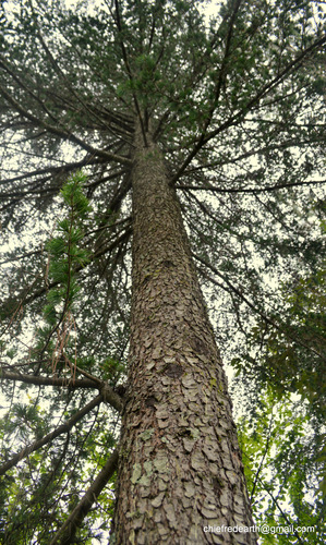 Cedars