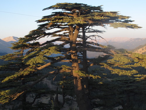 Cedars