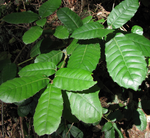 Tanoak