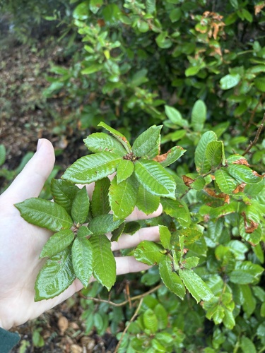 Tanoak
