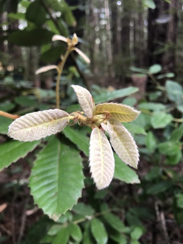 Tanoak
