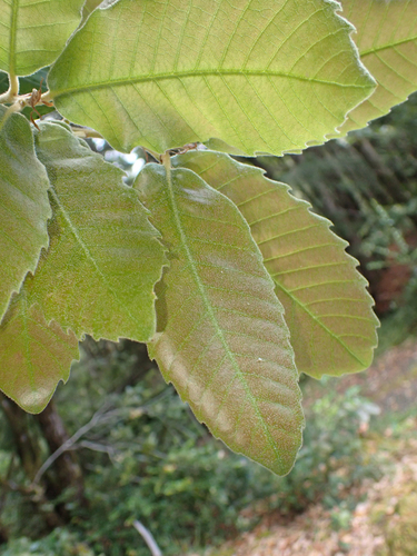 Tanoak