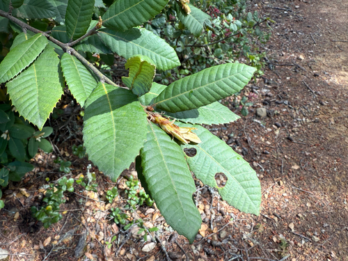 Tanoak