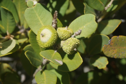 Tanoak