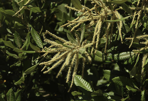 Tanoak